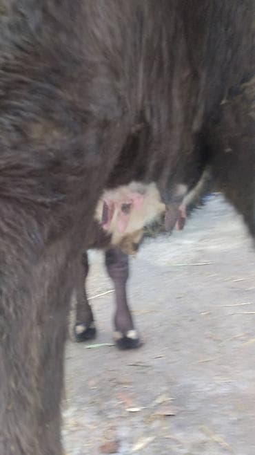 С/х животные и товары: Продаю | Тёлка | Алатауская | Для разведения | Осеменитель — 4