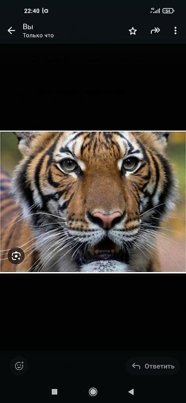 обрезка плодовых: Уборка территории, Уборка снега, Уборка двора и сада, Стрижка газона — 1