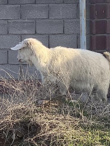 лабрадор сабака: Продаю | Коза (самка) | Для разведения — 6