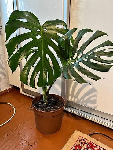 цветок фуксия: Монстера делициоза (Monstera deliciosa) в горшке 60см - Крупное — 1