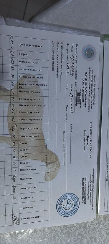 арашан ко: Сатам | Кочкор (эркек) | Арашан | Көбөйтүү үчүн | Асыл тукумдуу — 4