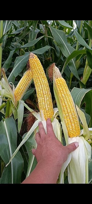 Промышленная химия: Кукуруза — 3