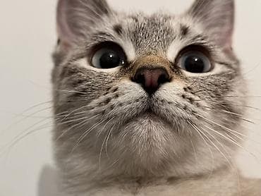 Услуги ветеринара: Питомец: кошка с выразительными голубыми глазами и — 1