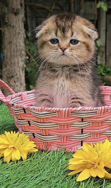 Мышыктар: Шотландские котята. Предлагаем чистопородных малышей. окрас — 6