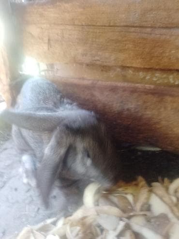 пони конь: Кролик — 1