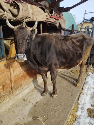 жаныбарлар: Сатам | Уй (ургаачы) | Швиц | Көбөйтүү үчүн, Сүт алуу үчүн | Бооз — 3