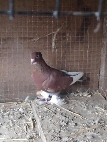 А/ч жаныбарларын сатам: Продам голуби🕊 срочно🆘 игра есть не болеют гарантием даю одна штука — 7