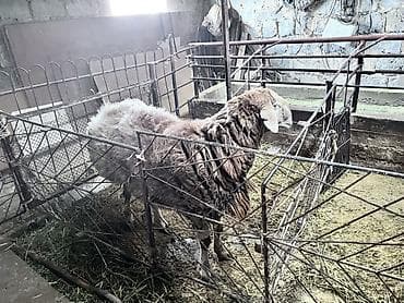 боровая матка: Продаю | Овца (самка) | Полукровка, Арашан | На забой, Для разведения | Осеменитель — 5