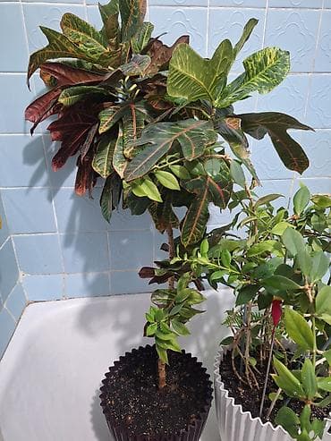 4 pot: Кротон (кодиеум) в декоративном горшке. - Формирование: штамбовое — 1