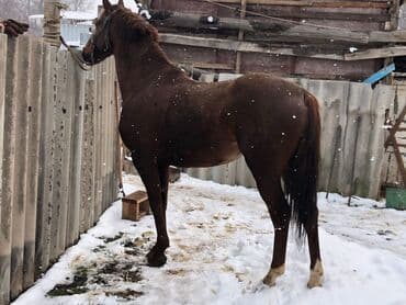 Продаю | Жеребец | Рабочий, Конный спорт — 3