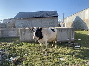 продажа токмок: Сатам | Уй (ургаачы) | Голштин | Сүт алуу үчүн | Байланган — 2