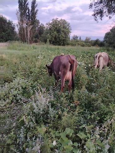 продажа лошадей россия: Продаю | Корова (самка), Тёлка | Алатауская | На откорм, Для разведения, Для молока | После отела — 1