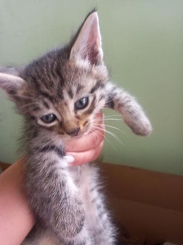 где можно взять кошку: Кошка даром: Беспородная, 1 месяц, Девочка — 2