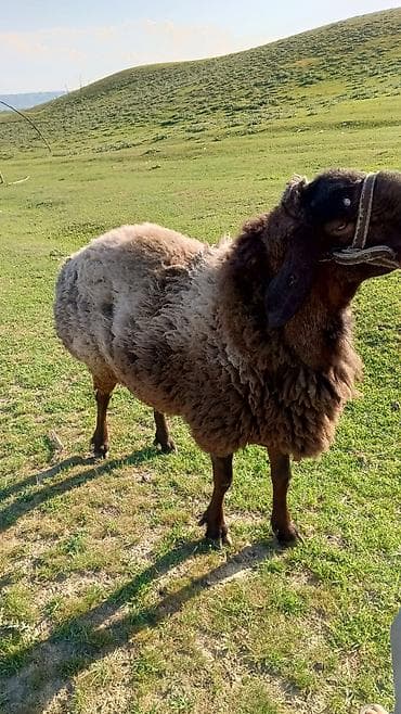 сокол птица цена: Продаю | Баран (самец) | Эдильбаевская | Для разведения — 6