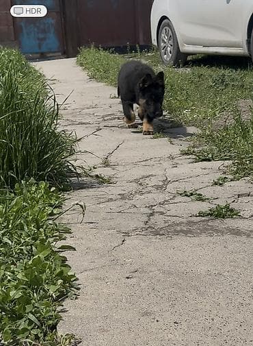 овчарка ош: Немецкая овчарка, 2 месяца, Самец, С прививкой, С родословной — 1
