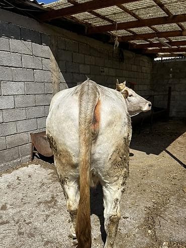 продам коров: Продаю | Корова (самка) | Шароле | Для молока | Привязанные — 3