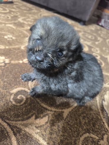 дабирман собака: Немецкая овчарка, 1 месяц, Самец — 1