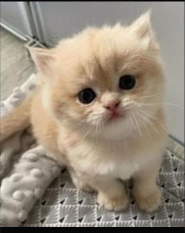 кошка продаётся: Возьму кошку в хорошую руку приучена к лотку желательно в сокулуке у — 4
