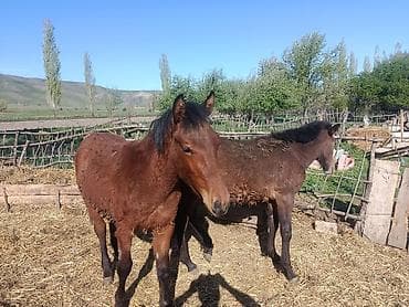 Продаю | Жеребенок | Полукровка | Рабочий