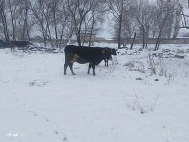 Уйлар, букалар: Сатам | Уй (ургаачы) | Көбөйтүү үчүн | Байланган — 5