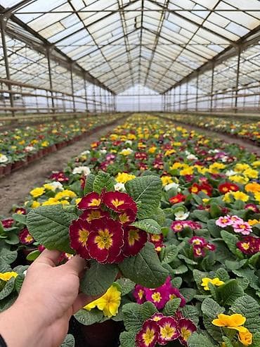 садовые розы: Рассада цветка — 6