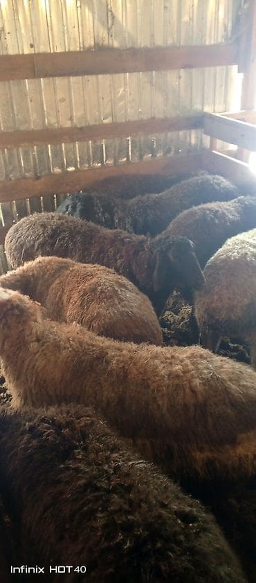 ургачы ит: Сатам | Кочкор (эркек) | Союуга — 1