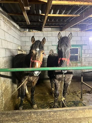 Иттер: Сатам | Байтал — 7