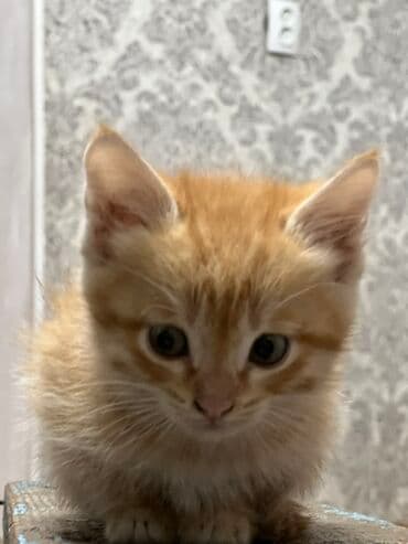 домашние кошки: 1 месяц, Девочка, Рыжий — 6