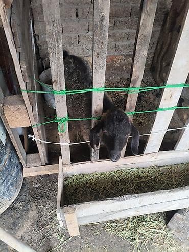 кошка кот: Продаю | Овца (самка) | На забой — 2