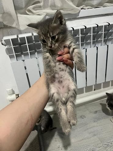 Мышыктар: Мышык бекер берилет: Породасыз, Эркек, Лотокко барууга үйрөтүлгөн — 2