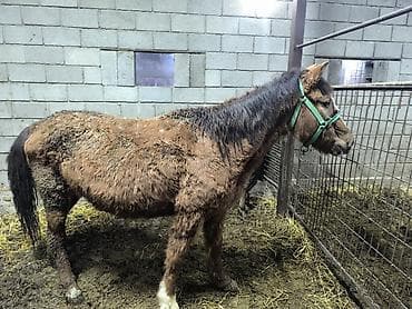 бенгальская овчарка: Продаю | Кобыла (самка) | Рабочий — 2