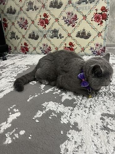 Продается очаровательный котенок британской породы. Очень красивый и