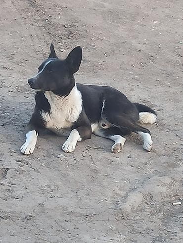 собаки доберманы: Собака даром: Дворняжка, 1 год, Самец, С прививкой — 2