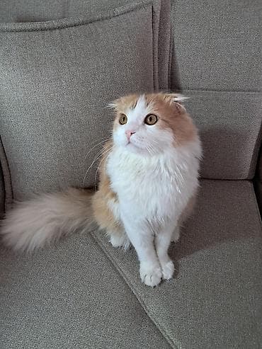 животные кот: Шотландская вислоухая кошка (скоттиш-фолд), окрас бисквитно-белый. - — 3