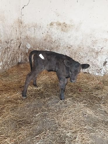 продаю тай: Продаю | Музоо, торпок — 2