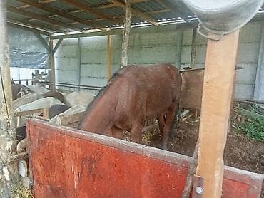 собаки в оше: Продаю | Конь (самец) | На забой | Племенные — 3