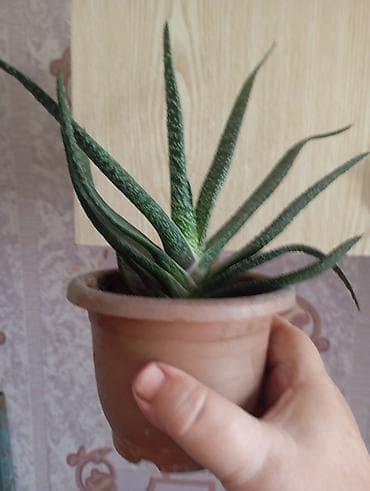 подокойники: Гастерия, относится к сукулентам. Требуется скромный полив, во время — 7