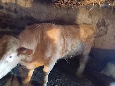 бык продаю: Продаю | Бык (самец) | На откорм | Привязанные — 4