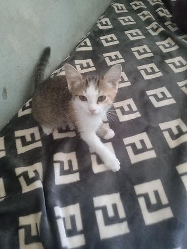 бесплатно кошка: Отдам хороший руки 2 месячных котят девочки и 3 месячного мальчика — 4