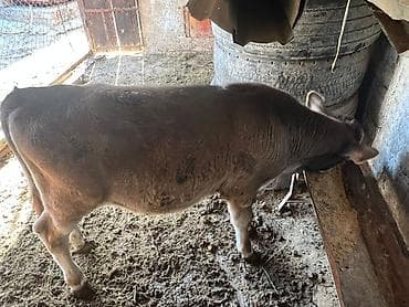 силос сено: Продаю | Музоо, торпок | Искусственник — 3