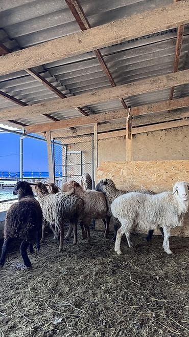 коровы доиные: Продаю | Овца (самка) | Для разведения | Матка — 10