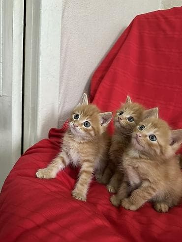 янтарный: Лесная, 1 месяц, Мальчик, Рыжий, Приучена к лотку — 3