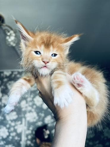 🐾 Продаются котята породы мейн-кун 🐾 Крупные, ласковые и очень — 7