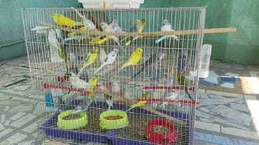 корм для птенцов волнистых попугаев: Волнистые попугаи взрослые Абдрахманова315 — 5