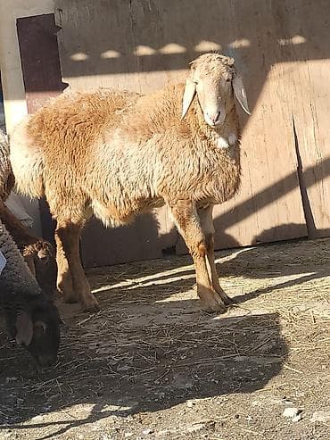 гисарские матки: Продаю | Баран (самец) | Арашан | Для разведения | Осеменитель — 1