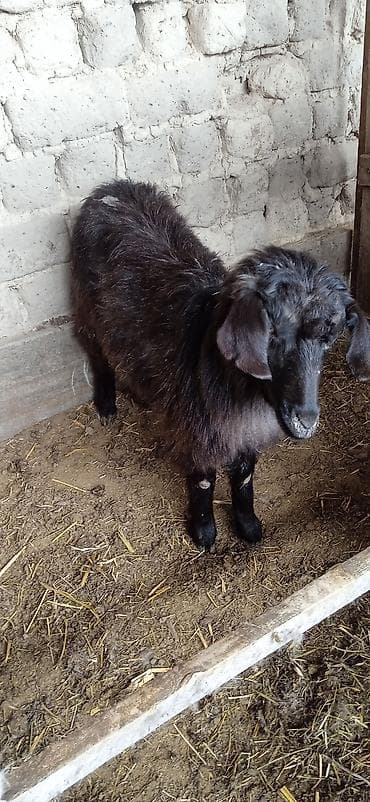 козель: Продаю | Коза (самка) | Полукровка | Для разведения — 5