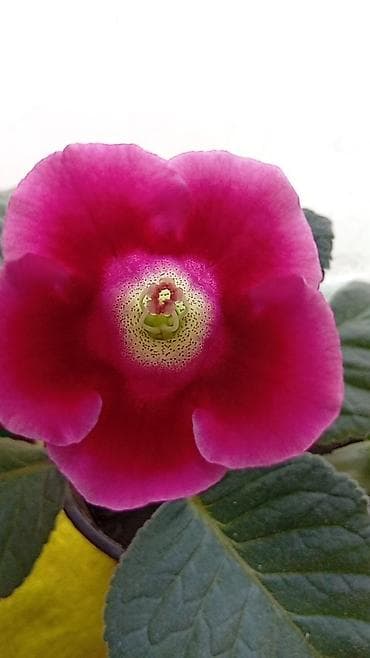 Фиалки и глоксинии: Глоксиния комнатная (Sinningia speciosa), сорт с крупным бархатистым — 1