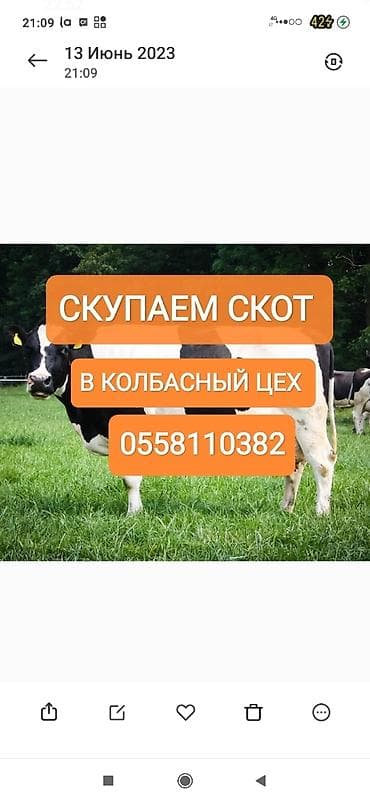 Куплю | Коровы, быки, Лошади, кони | Круглосуточно, Любое состояние, Забитый