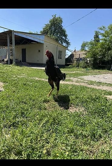 индюк домашний цена: Продаю | Петух | Бойцовая | Для разведения — 1