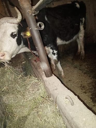 Иттер: Сатам | Уй (ургаачы) | Көбөйтүү үчүн | Байланган — 1